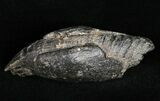 Bargain Fossil Sperm Whale Tooth - South Carolina #11984-1